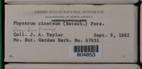 Physarum cinereum image
